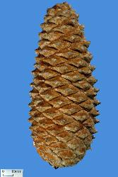 Image: Robert Lamberts © Robert Lamberts 